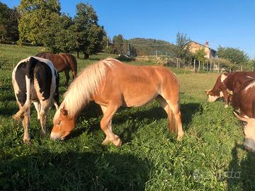 Cavalla haflinger
