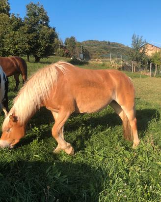 Cavalla haflinger