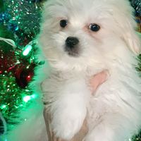 Maschietto Maltese MINI Cucciolo Vaccinato