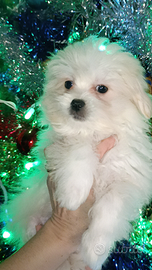Maschietto Maltese MINI Cucciolo Vaccinato