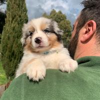 Disponibili cuccioli di pastore australiano