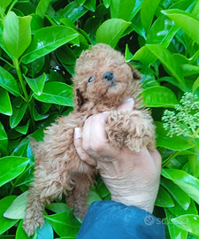 Cuccioli di Barboncino