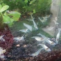 Caridine White Pearl