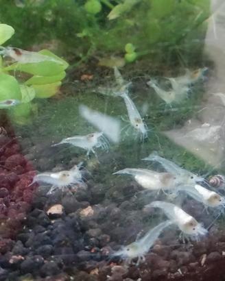 Caridine White Pearl