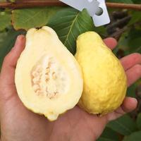 Pianta Guava Long Neck 25cm