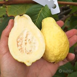 Pianta Guava Long Neck 25cm