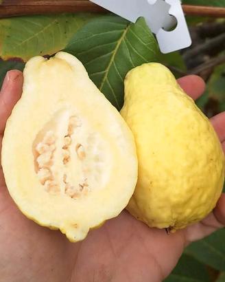 Pianta Guava Long Neck 25cm