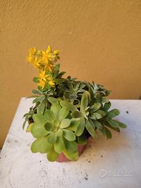 Talee di pianta grassa Sedum Palmeri