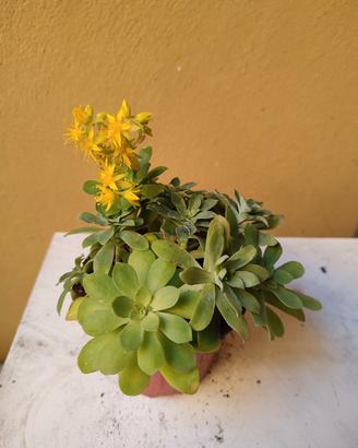 Talee di pianta grassa Sedum Palmeri