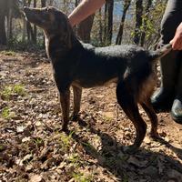 Cucciolone di segugio maremmano