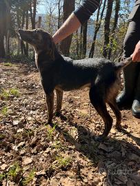Cucciolone di segugio maremmano