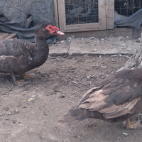 Anatra muta cioccolato