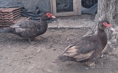 Anatra muta cioccolato