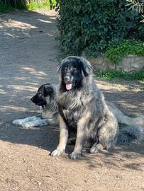Cuccioli di pastore del Caucaso