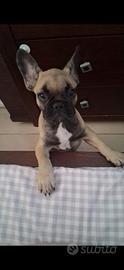 Bulldog francese 3 mesi di vita