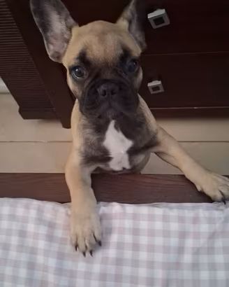 Bulldog francese 3 mesi di vita