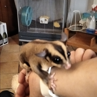 Petauri dello zucchero