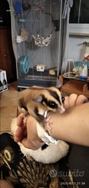 Petauri dello zucchero