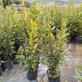 Piante di alloro