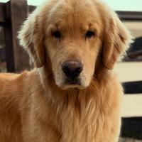 Golden Retriever americano