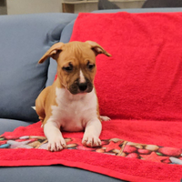 American staffordshire terrier