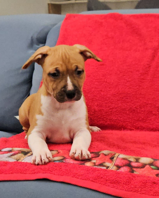 American staffordshire terrier