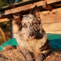 Pastore della lessinia e del lagorai