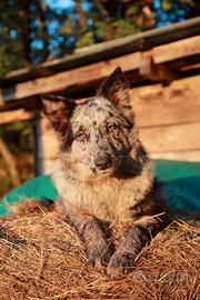 Pastore della lessinia e del lagorai