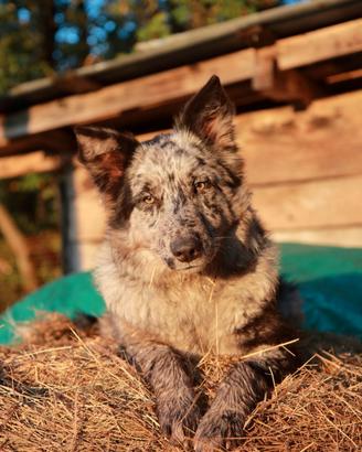 Pastore della lessinia e del lagorai