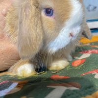 Cuccioli coniglio minilop fulvi e split occhi blu