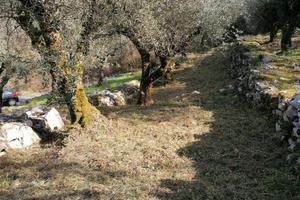 Uliveto ( 60 piante )