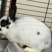 Coniglietta Nana Domestica Razza Testa di Leone