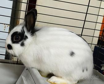 Coniglietta Nana Domestica Razza Testa di Leone