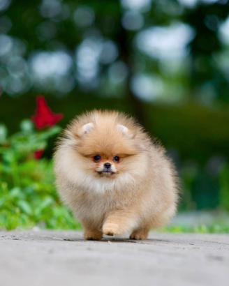 Spitz Di Pomerania Mini