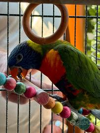Lory arcobaleno