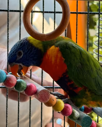 Lory arcobaleno