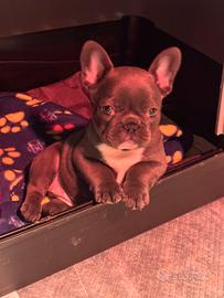 Bulldog francese
