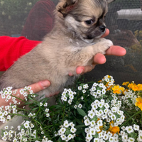 Cucciolo di chihuahua