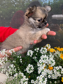 Cucciolo di chihuahua