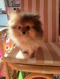 Spitz tedesco