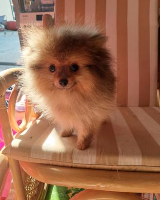 Spitz tedesco