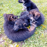 Cuccioli di pastore tedesco