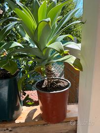 Agave attenuata