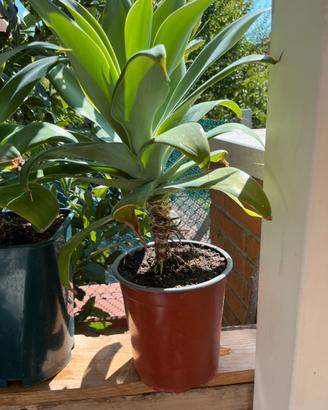 Agave attenuata