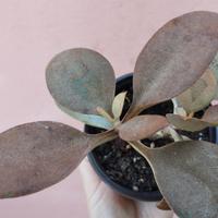 Kalanchoe orgyalis crassula