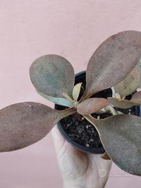 Kalanchoe orgyalis crassula