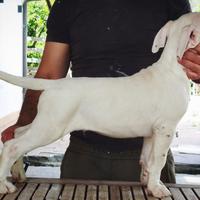Dogo argentino cuccioli