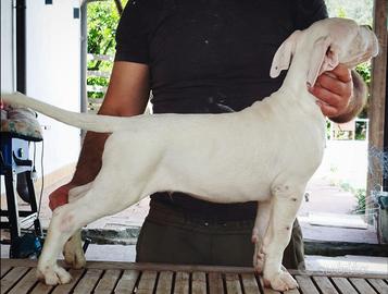Dogo argentino cuccioli