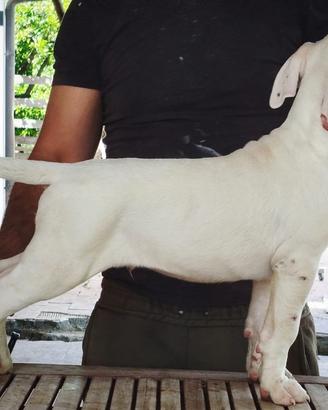 Dogo argentino cuccioli
