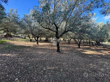 TER. AGRICOLO A AMANTEA